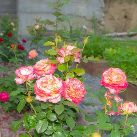 Hotel купецький двір Mizhhirya (Transcarpathia)