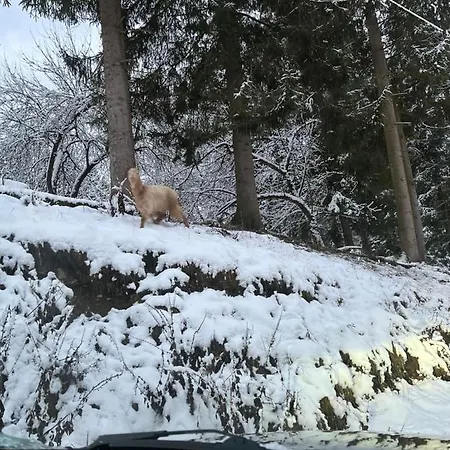 купецький двір *